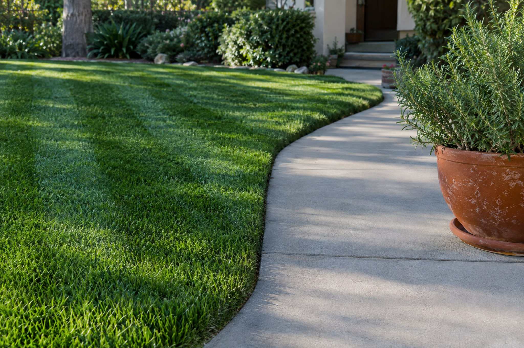Crisply edged lawn meeting a curved concrete walkway