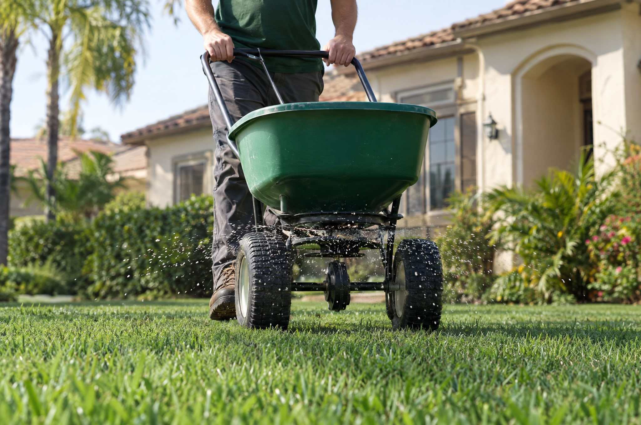 Lawn care technician pushing a broadcast spreader across a green lawn