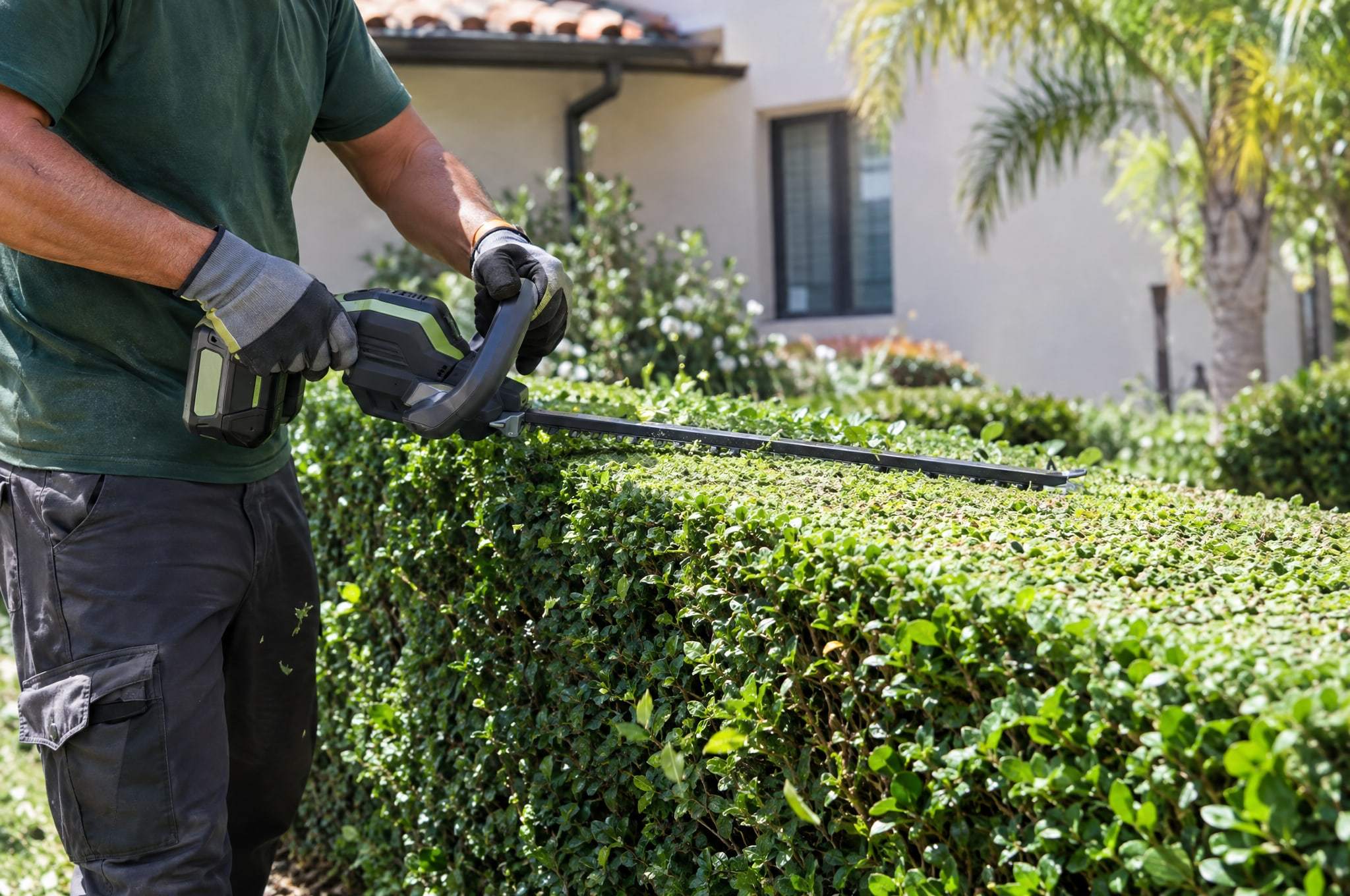 Hedge trimmer squaring off the top of a boxwood hedge