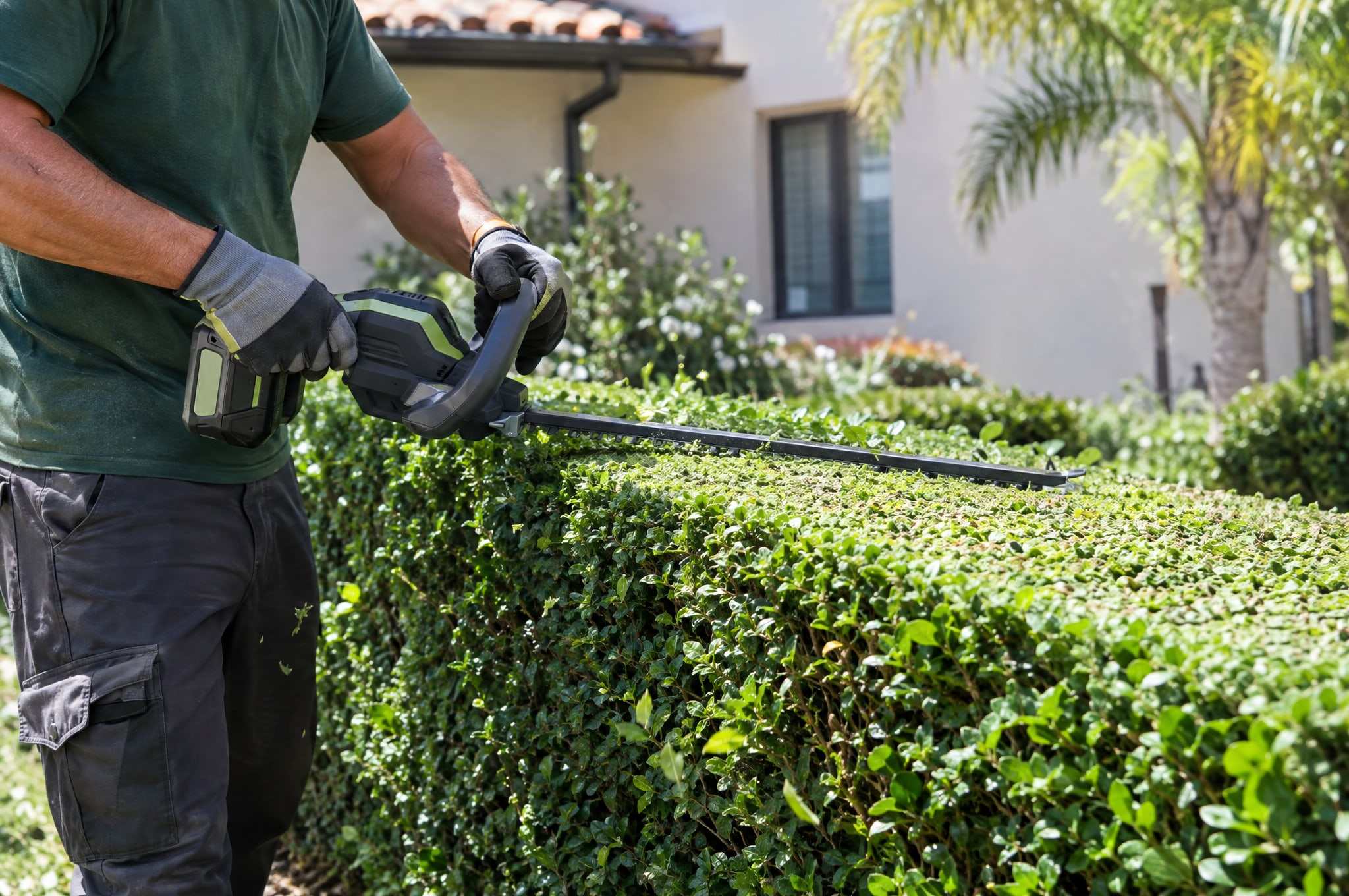 Hedge trimmer squaring off the top of a boxwood hedge