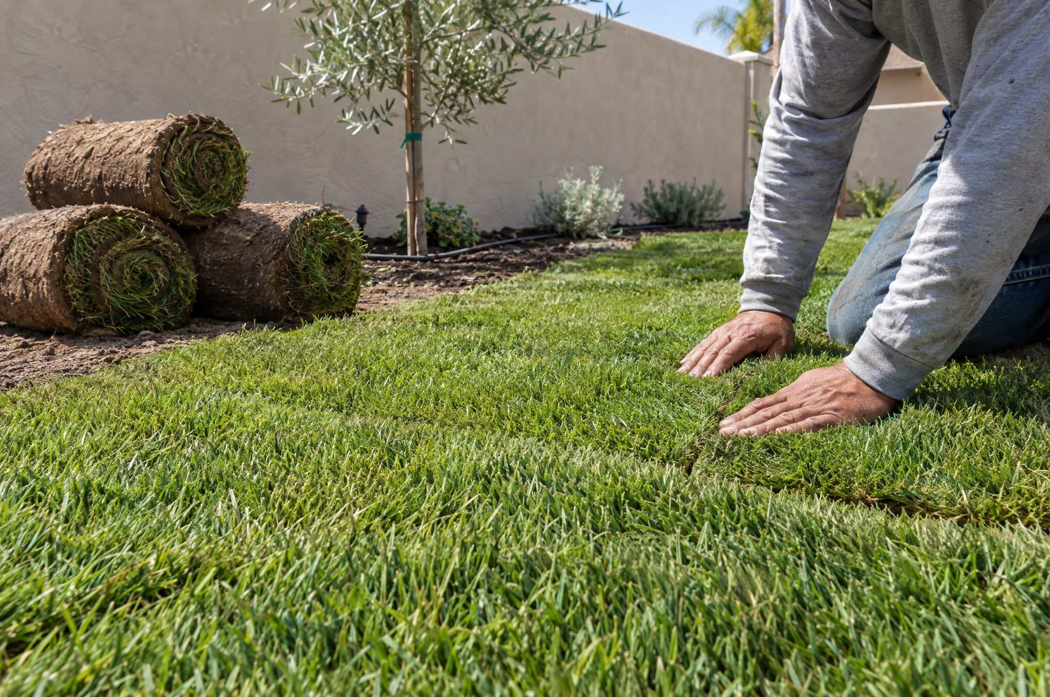 Fresh sod strips being laid in rows across a prepared backyard